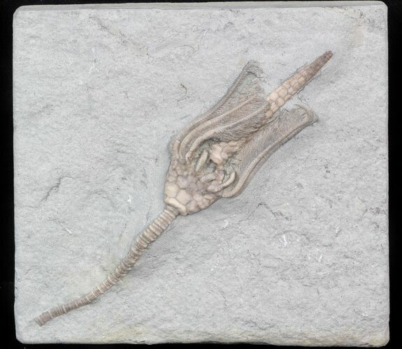 Macrocrinus Crinoid With Anal Tube - Indiana #42767